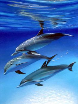Delfinek 2