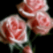 gif   rózsa