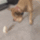 Harcias_pipikegif_1969843_5424_t