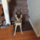 Kutya_es_a_labdagif_1969838_2860_t