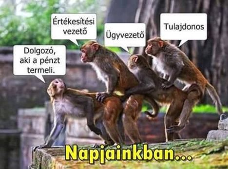 Szamárlétra!
