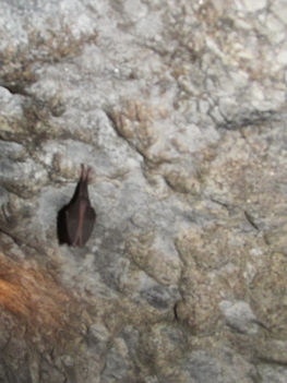 A Szeleta-barlang denevér