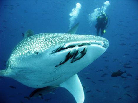 Diving with a whale shark off South America