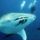 Diving_with_a_whale_shark_off_south_america_1906277_3603_t