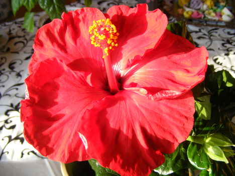 Hibiscus07