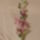 Lila_orchidea-005_1906951_1257_t