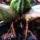 Maxillaria_porphyrostele_1__20151122_1960524_2082_t