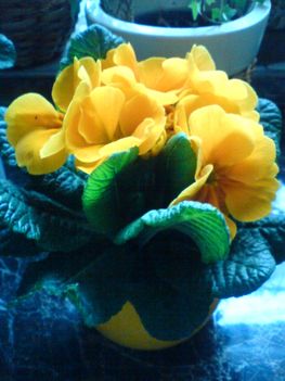 virágok 022 primula sárga