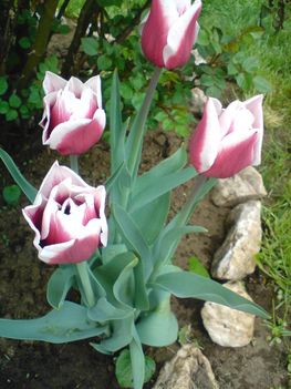 virágok 039 tulipán