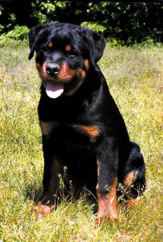 2005 rottweiler 