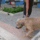 Anya_macskagif_1971822_9949_t