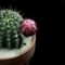 Kaktusz virága-gif