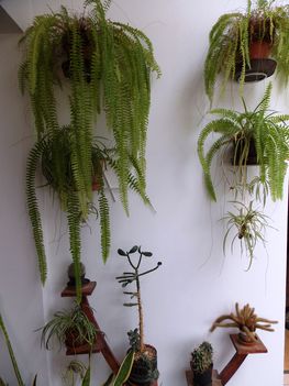 Növények a lakásban : az egészségünkért