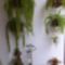 Növények a lakásban : az egészségünkért