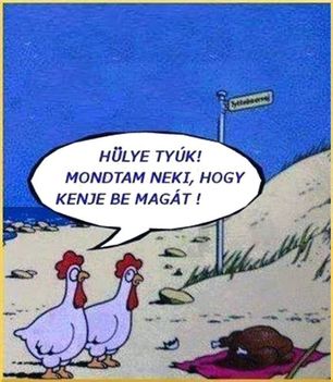 Hülye tyúk!