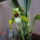 Maxillaria_porphyrostele_1_1975707_2048_t