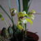 Maxillaria porphyrostele 2