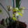 Maxillaria_porphyrostele_2_1975708_4077_t
