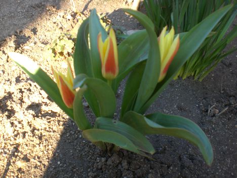 Elso tulipanok