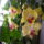Sarga_orhidea_1976543_2324_t