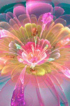 szivárvány virág