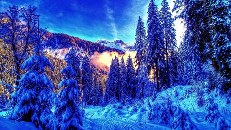 Fenyő erdő télen-0612