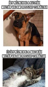 Kutya vs macska!