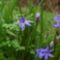 ligeti csillagvirág (Scilla vindobonensis)