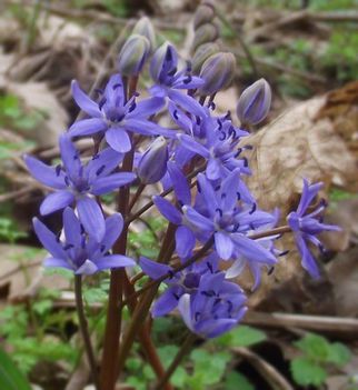 ligeti csillagvirág (Scilla vindobonensis).