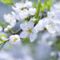 spring-branch-apple-flowering