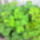 Haranglab_babitol_kaptam_1979554_8485_t