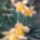Narcisz_1979939_1486_t