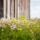 Wildflowers984338_960_720_1979312_7322_t