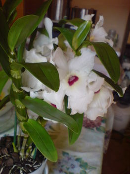 Dendrobium/ Orhidea /