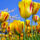 Kicsi_tulipan_1970544_9274_t