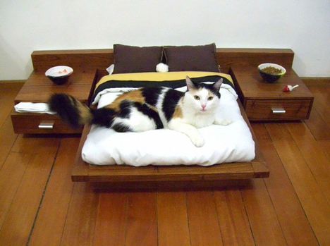 Macska bútor !