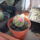 Mammillaria_vetula_subs_197347_57659_t