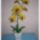 Orchidea-001_1907318_3068_t