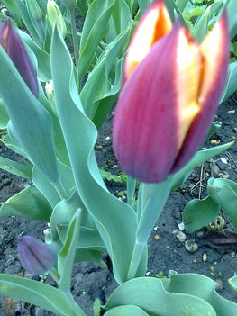 lila-fekete tulipán 