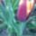 Lilafekete_tulipan_1981549_2699_t