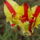 Tulipan_1981838_6583_t