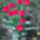 Tulipansor_1981891_3899_t