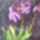 Vad_orchidea-001_1982501_4477_t
