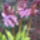 Vad_orchidea_1982500_4018_t
