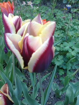 tulipán 1.