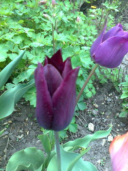 tulipán 2.