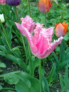 tulipán 3.