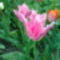 tulipán 3.