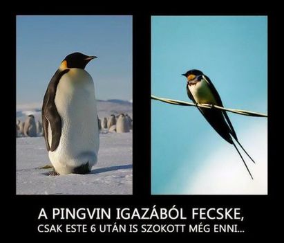 Pingvin!