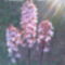 Vad orchidea